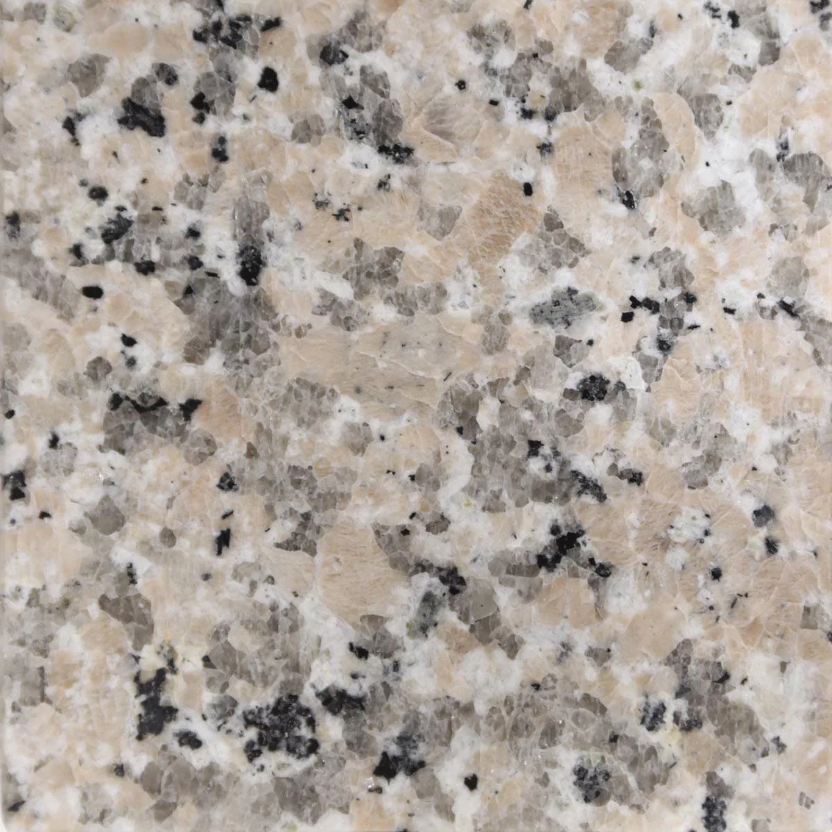 Burlywood 49x22 with Backsplash (4 in Spread) - Image 3